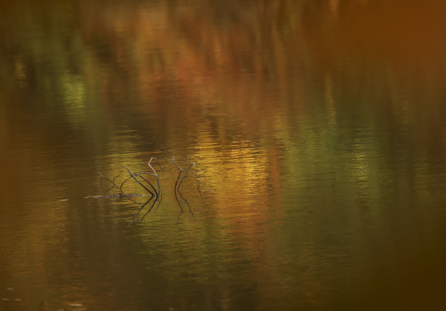 Fall around Lake Decatur 42 10.23.20.JPG